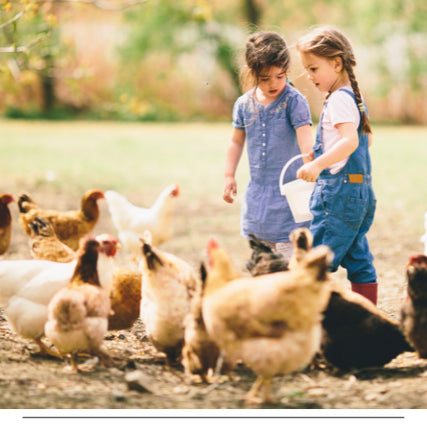 Farm & Ranch SuppliesKids feeding chickens