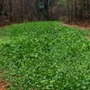 Tecomate Ultra Forage Deer & Turkey Food Plot Seed (9 LB)