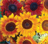 SUNFLOWER AUTUMN BEAUTY