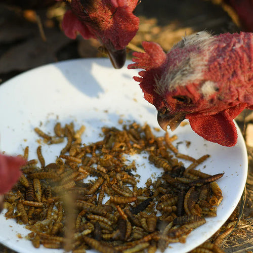 Happy Hen Double Frenzy™ Chicken Treats