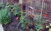 Glamos Wire Products Round Tomato Cages
