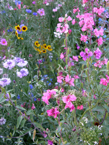 Renee’s Garden Scatter Gardens Flower Power For Nature's Pollinators