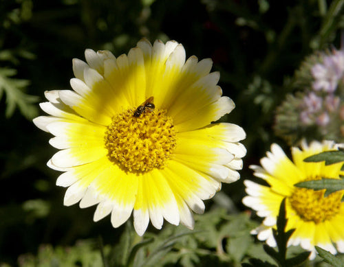 Renee’s Garden Scatter Gardens Flower Power For Nature's Pollinators