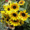Renee’s Garden Scatter Gardens Heirloom Summer Garden Dancing, Joyous Sunflowers