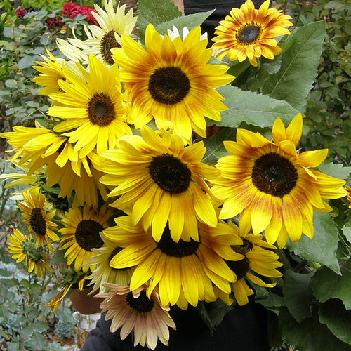 Renee’s Garden Scatter Gardens Heirloom Summer Garden Dancing, Joyous Sunflowers