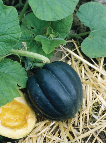 SQUASH TABLE QUEEN (ROYAL ACORN)