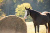 Texas Haynet Round Bale Hay Net